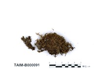 藏品(截葉真苔)的圖片